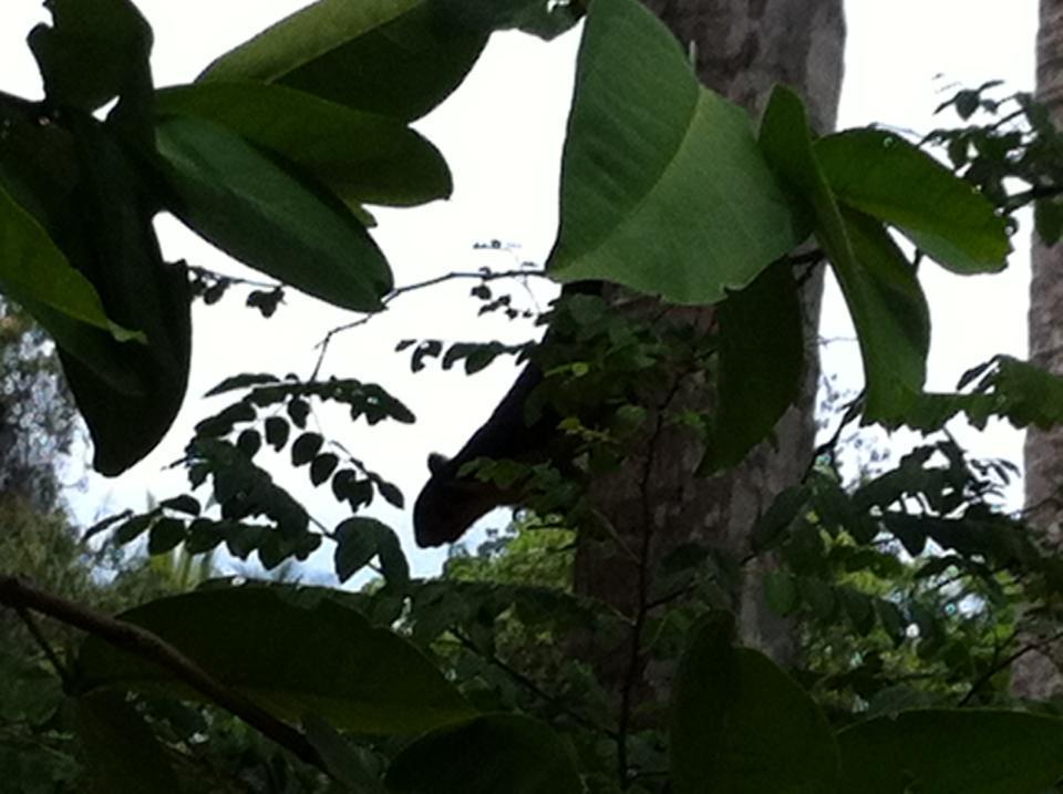 Bed and Breakfast Gem Field Rest Ratnapura Exterior foto